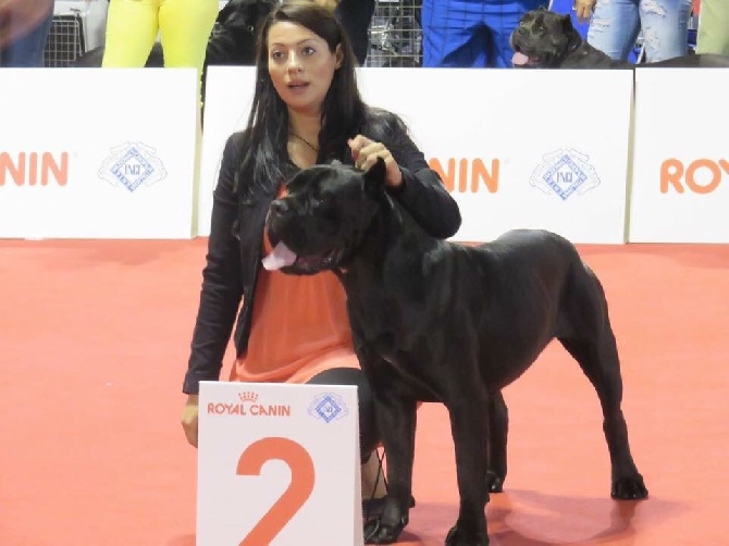 Des Légions De Sparte - World dog show 2015 