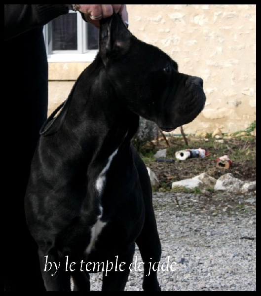 Cicciolina De la cite de la rune de dalle