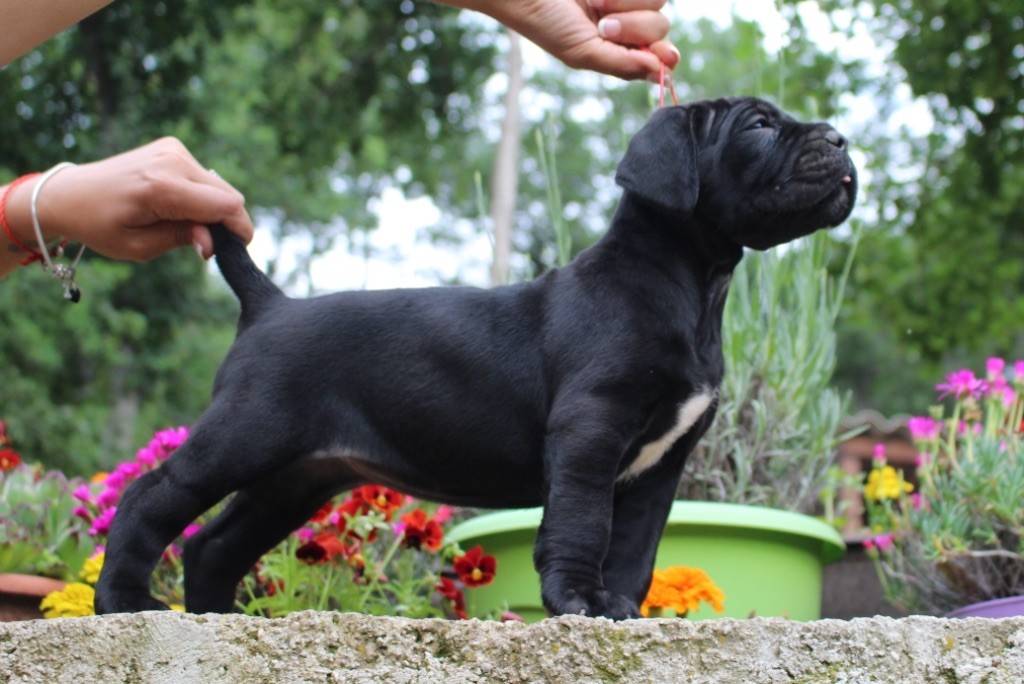 Des Légions De Sparte - Chiots disponibles - Cane Corso