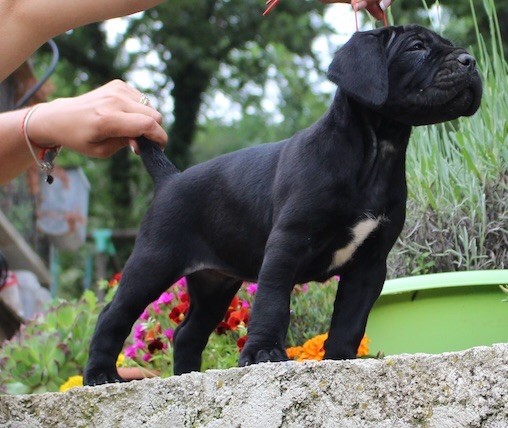 Des Légions De Sparte - Chiots disponibles - Cane Corso