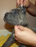 CHIOT