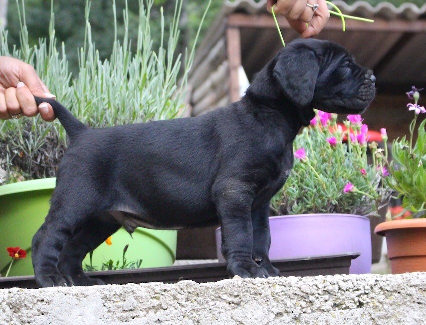 Des Légions De Sparte - Chiots disponibles - Cane Corso